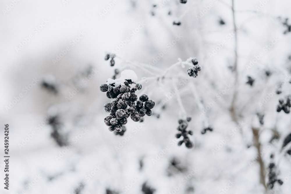 frozen trees with berries. cold weather frozen trees with berries. cold weather