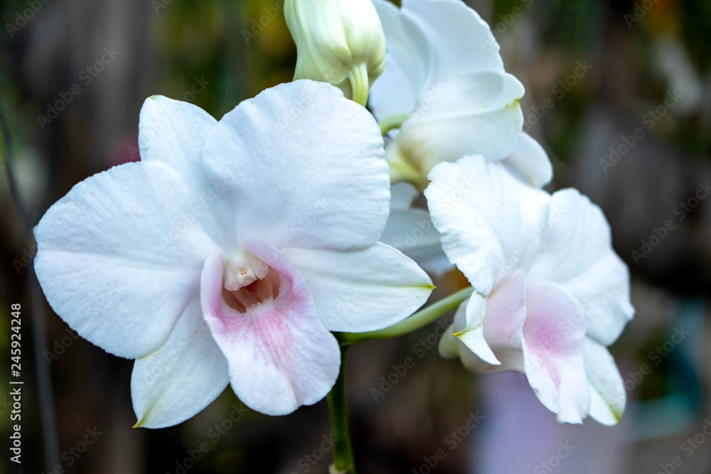 White dendrobium orchids are dendrobium orchids in this genus have roots that creep over the surface of trees or rocks, rarely having their roots in soil. White dendrobium orchids are dendrobium orchids in this genus have roots that creep over the surface of trees or rocks, rarely having their roots in soil.
