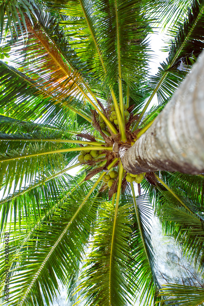 Obraz premium sun rays through the palm tree