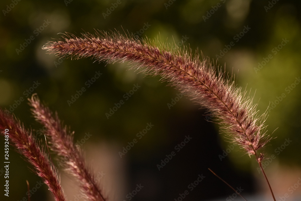 Close-Up Of delicate plant- Flowers of weed grass in sunlight