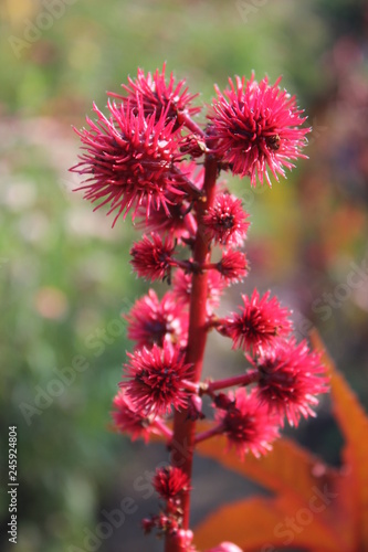 flowers in the garden