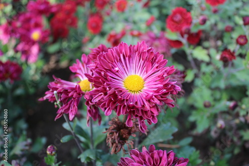 flowers in the garden