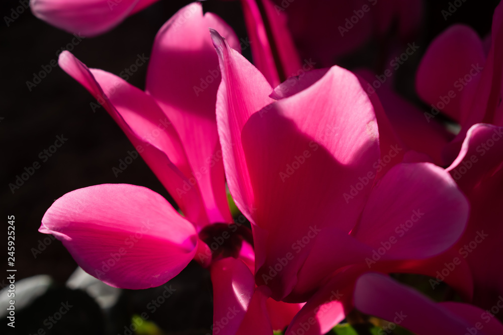 pink macro pink macro