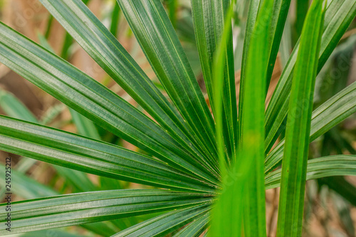 green leaf