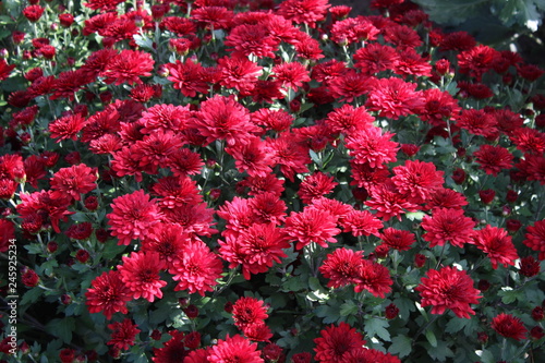 red flowers in the garden