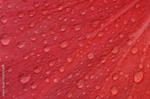 Japanese red rose detail  petal with drops of water