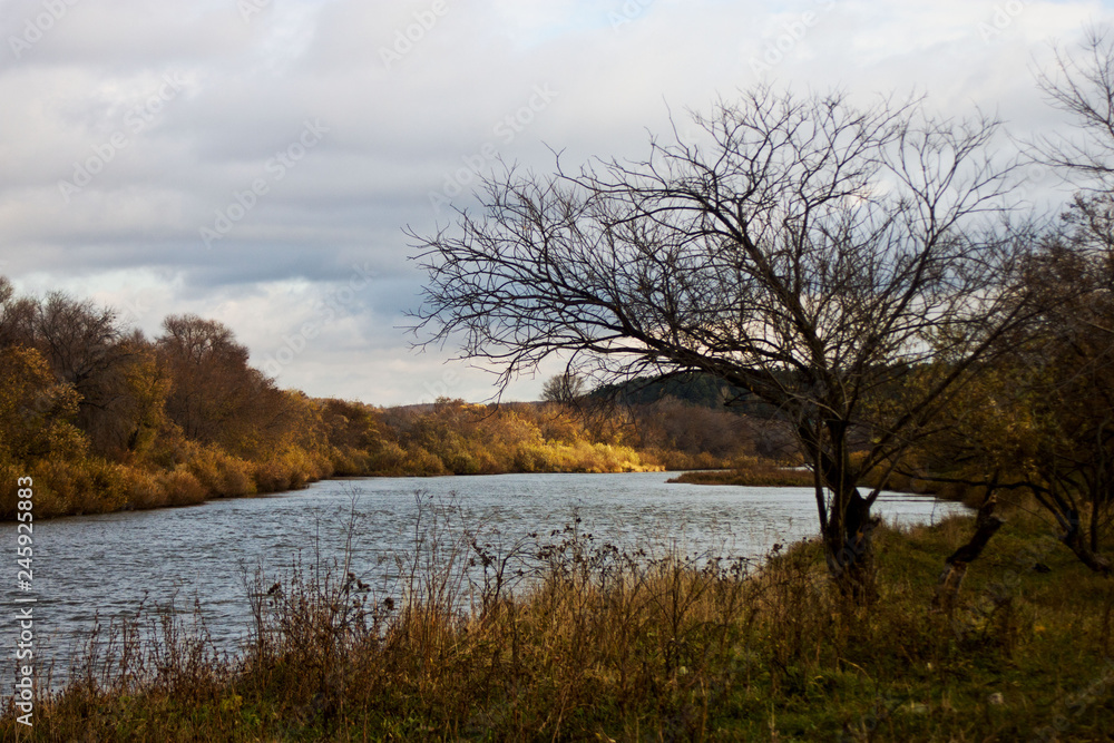 Golod tree on the background of the river Golod tree on the background of the river