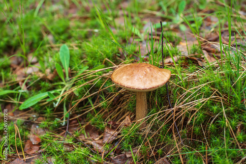 Edible wild mushroom