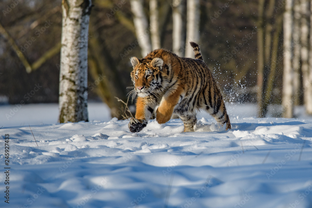 Obraz premium Siberian Tiger running in snow. Beautiful, dynamic and powerful photo of this majestic animal. Set in environment typical for this amazing animal. Birches and meadows