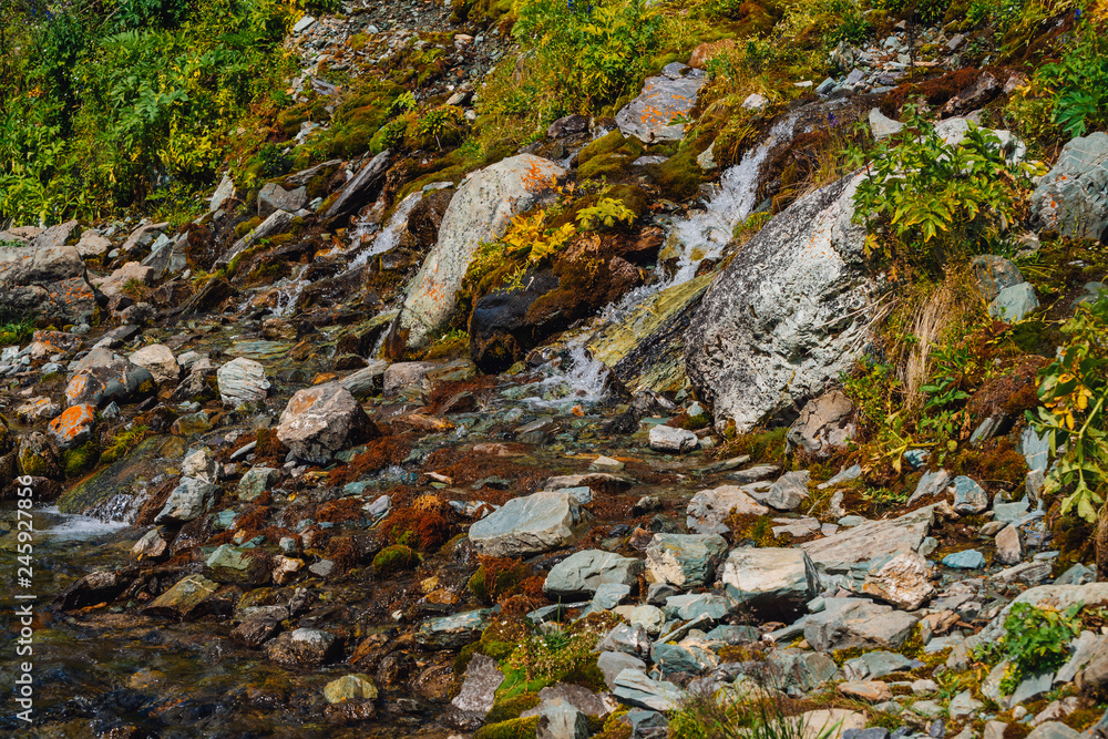 Rich flora of highlands. Red and green mosses, colorful plants, lichens, small waterfall from rock. Spring water on mountainside. Amazing natural background with beautiful vegetation of mountains. Rich flora of highlands. Red and green mosses, colorful plants, lichens, small waterfall from rock. Spring water on mountainside. Amazing natural background with beautiful vegetation of mountains.