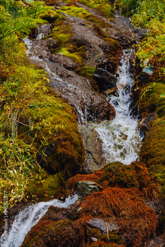 Rich flora of highlands. Red and green mosses, colorful plants, lichens, small waterfall from rock. Spring water on mountainside. Amazing natural background with beautiful vegetation of mountains.