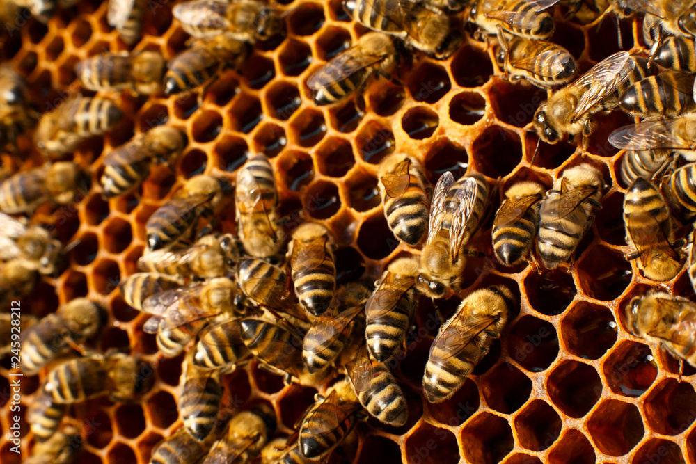 close up honeycomb in wooden beehive with bees on it. Apiculture concept close up honeycomb in wooden beehive with bees on it. Apiculture concept