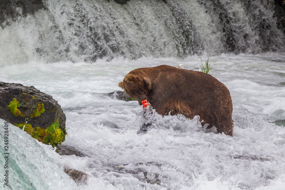 Naklejka premium Grizzly bear in Alaska Katmai National Park hunts salmons (Ursus arctos horribilis)