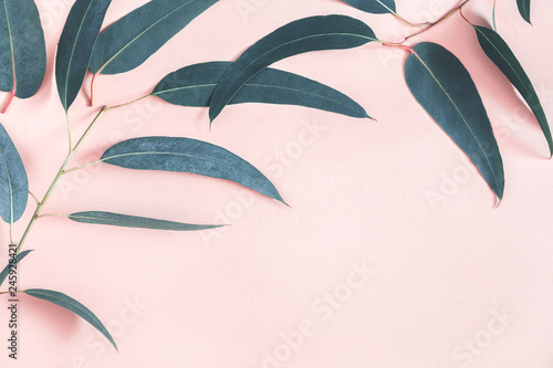 Eucalyptus leaves on pastel pink background. Frame made of eualyptus branches. Flat lay, top view, copy space