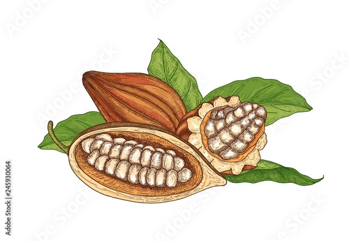 Colorful natural drawing of whole and cut ripe pods or fruits of cocoa tree w...