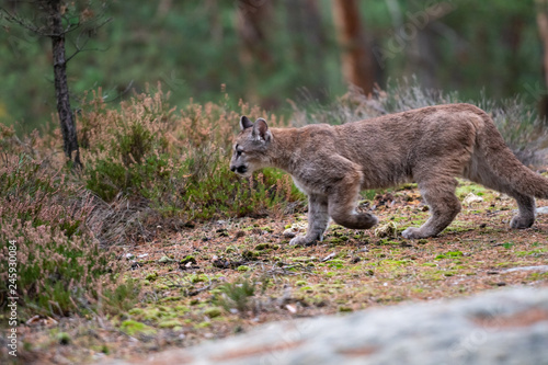 Cougar  Puma concolor   also commonly known as the mountain lion  puma  panther  or catamount. is the greatest of any large wild terrestrial mammal in the western hemisphere.