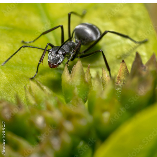 Black Spiky ant crawling/walking on a green leafy plant moving to the side © Saurav