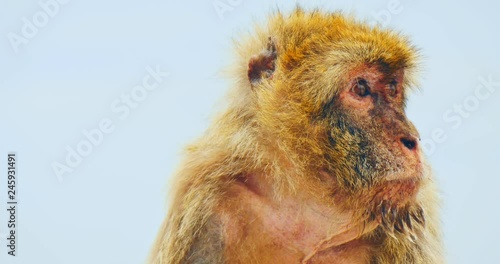 Barbary macaque, endemic animal
