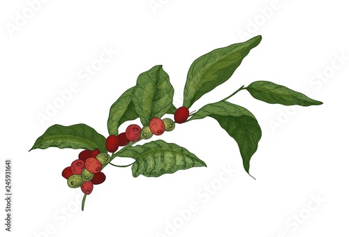 Botanical drawing of Coffea or coffee tree branch with leaves and ripe fresh ...