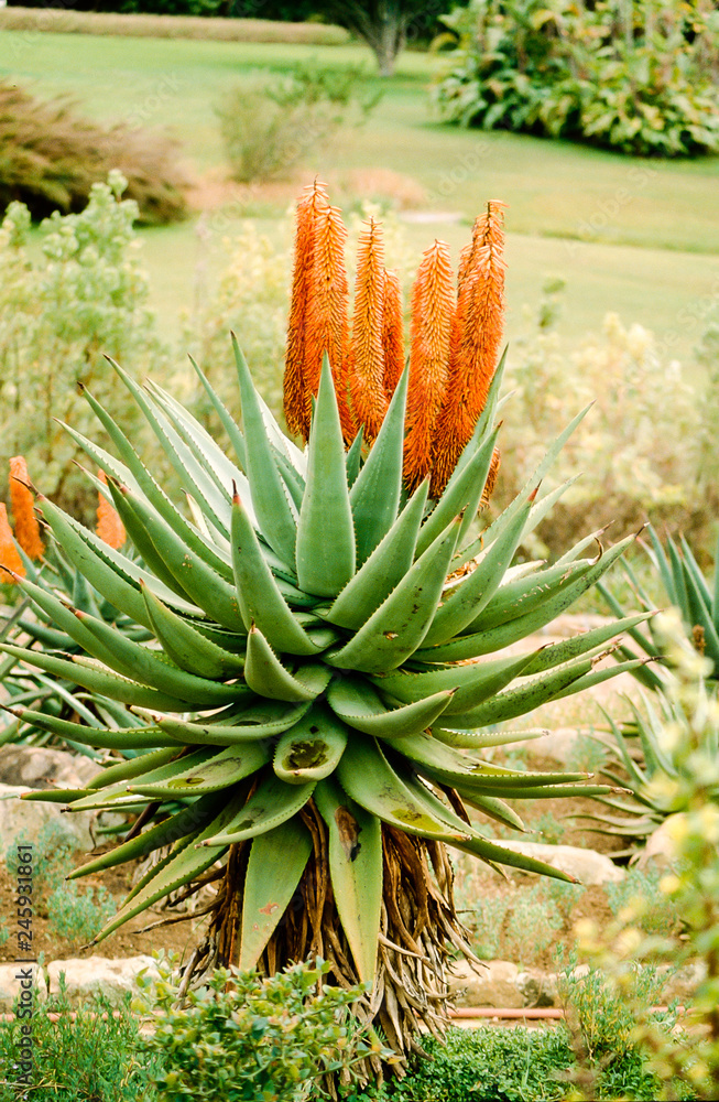 fiore fiore
