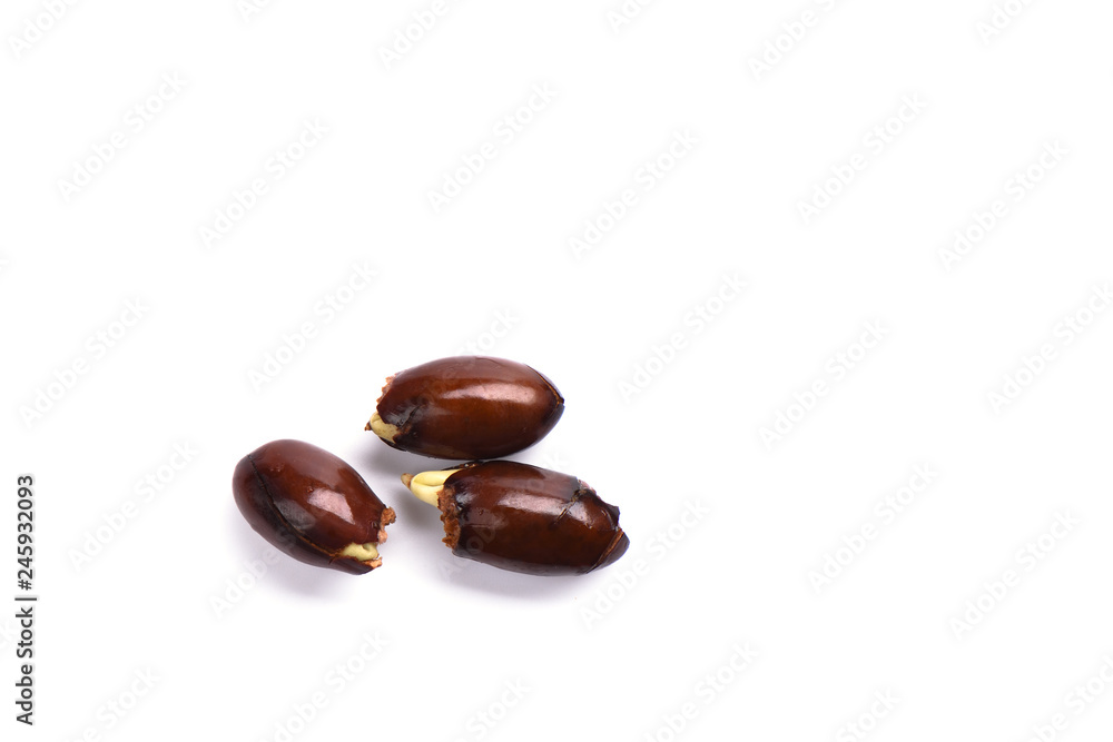 custom made wallpaper toronto digitalThree bones of litchi begin to germinate. Isolated on white background.