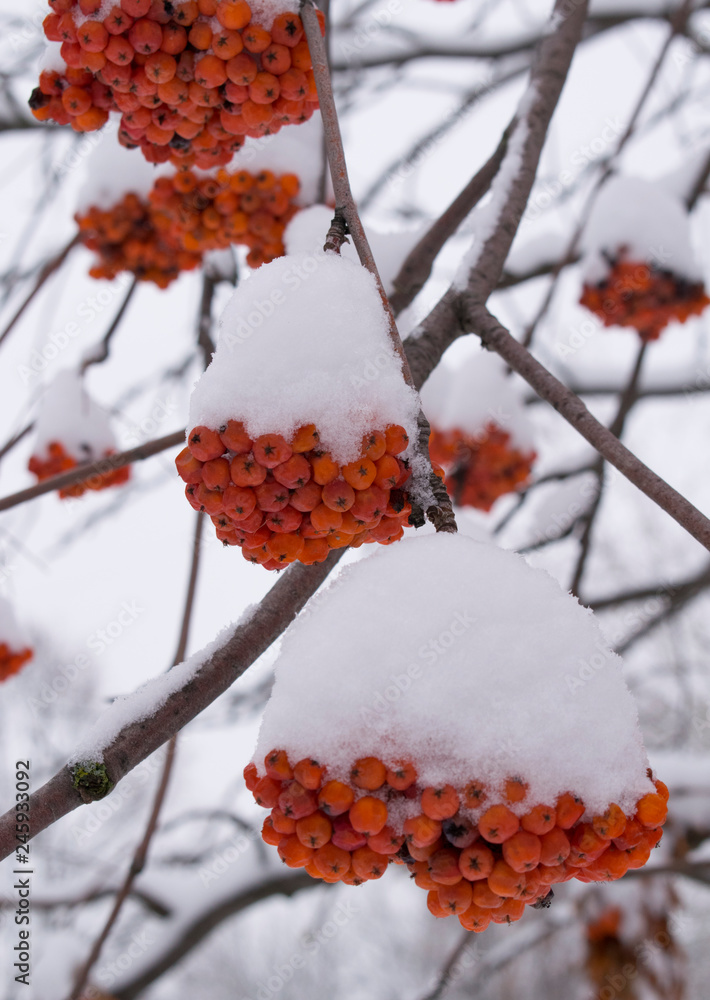 Red berries (rowan) in the snow. Vertical image