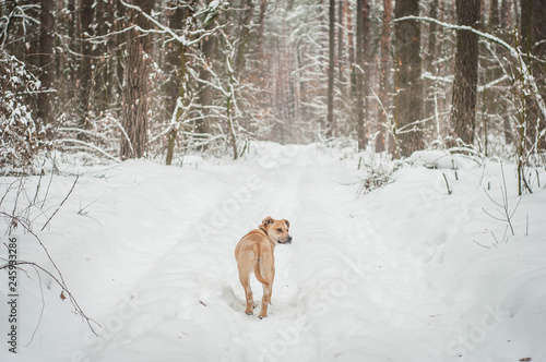 lonely dog in the winter forest