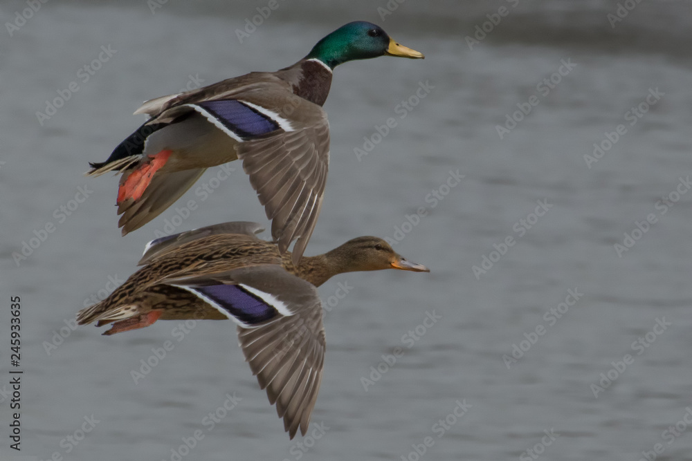 Obraz premium germani in volo