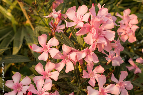 Pink sweet oleander flower or rose bay  Fragrant oleander  Nerium oleander . Vintage filter 