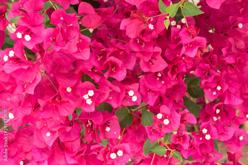 Pink Bougainvillea. Summer flowers background