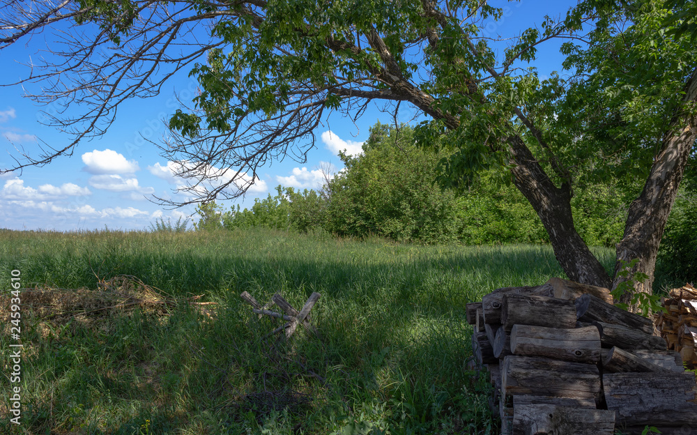Fototapeta premium Firewood is dried in the shade of a tree.