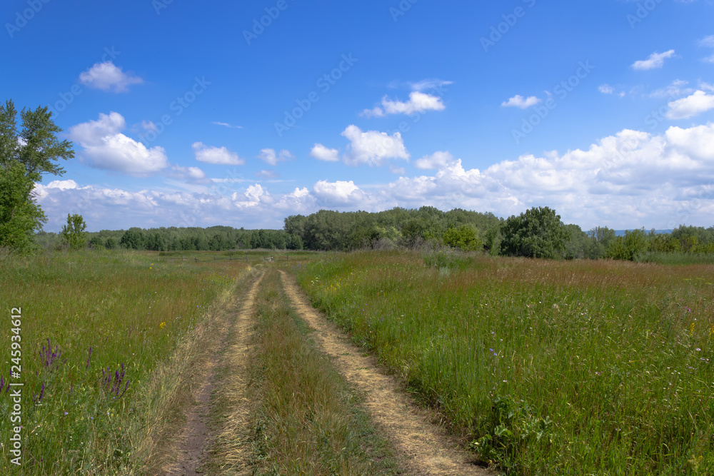 Path through a field with thick grass.