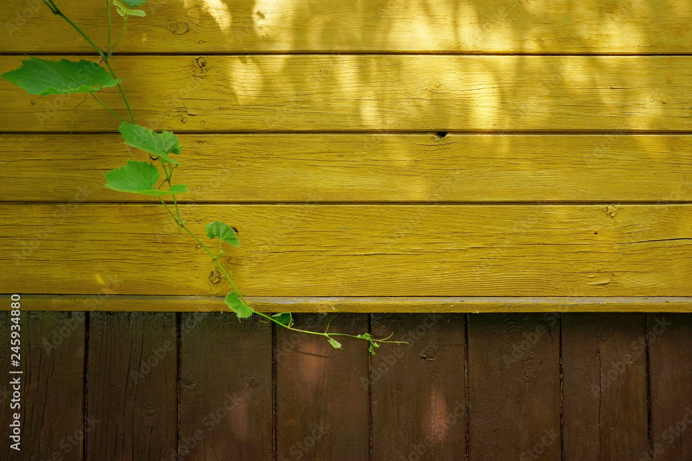 Fototapeta premium Single grapevine and old wooden wall background with sunlight