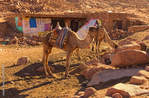 Two camels are waiting for tourists to bring them to the top of the Mount Sinai (Mount Horeb, Gabal Musa). Sinai Peninsula of Egypt