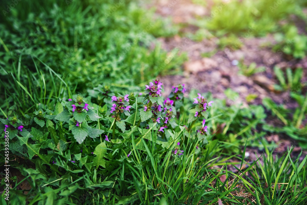 The first green grass and flowers in spring. The first green grass and flowers in spring.