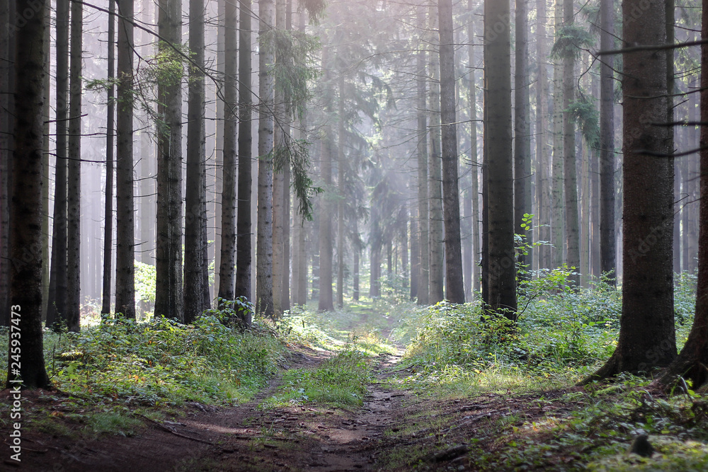 the path in the coniferous forest