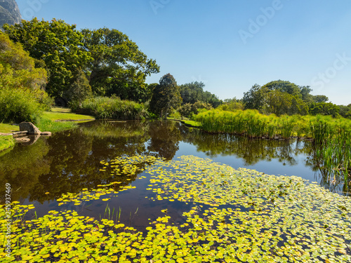 Pond, meadow, flowers. Kirstenbosch Botanical Garden, suburb of Cape Town, Western Cape, South Africa. photo