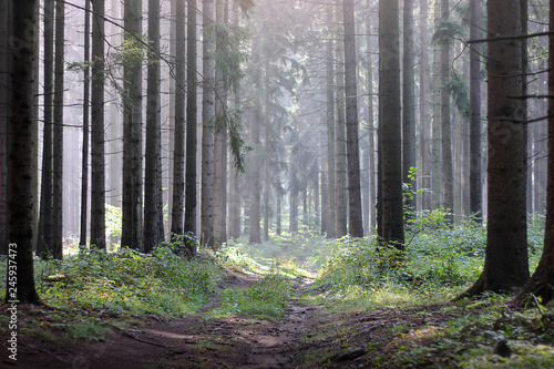 Fototapeta Naklejka Na Ścianę i Meble -  the path in the coniferous forest