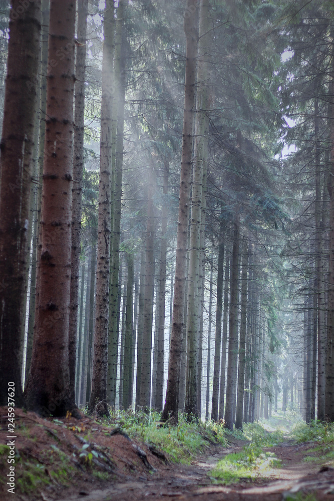 Fototapeta premium fog and sun in the coniferous forest