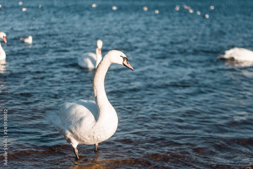 swan on lake