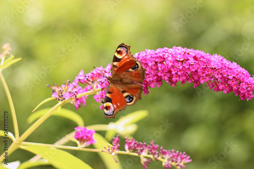 butterfly feeding on Buddleia flower (also known as Butterfly bush, orange eye and summer lilac)