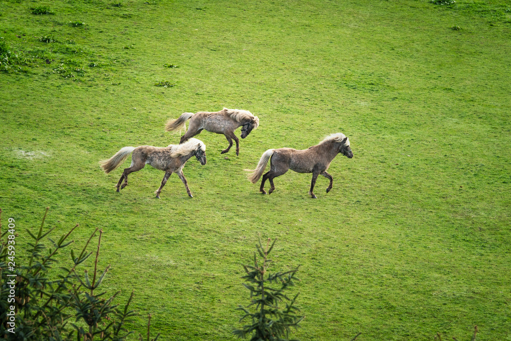 Fototapeta premium Three horses with blonde mane running wild