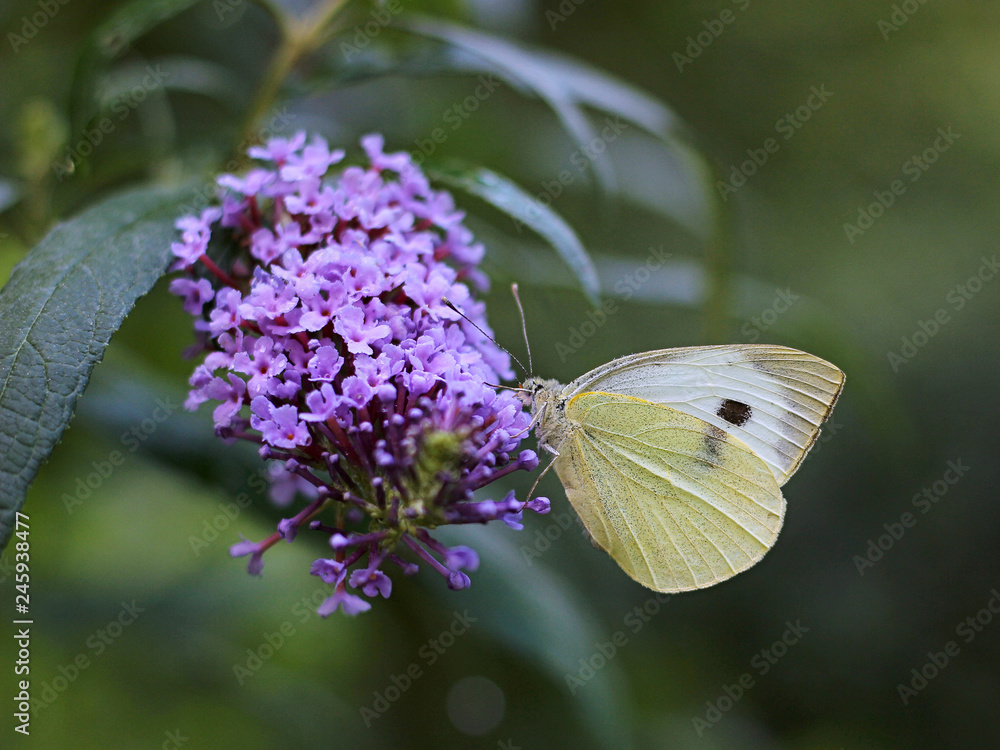butterfly feeding on Buddleia flower (also known as Butterfly bush, orange eye and summer lilac) butterfly feeding on Buddleia flower (also known as Butterfly bush, orange eye and summer lilac)