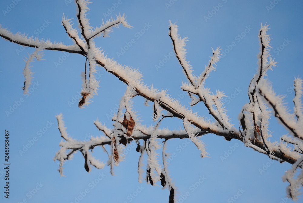branch of a tree on background of blue sky branch of a tree on background of blue sky