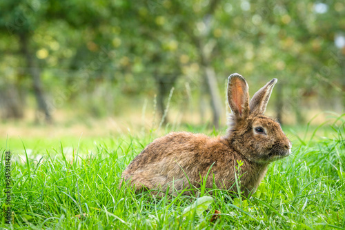 Fluffy bunny rabbit on a green meadow with fresh grass