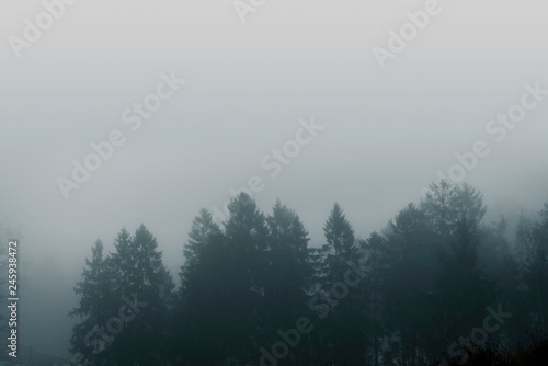 Misty forest scenery with pine treetops