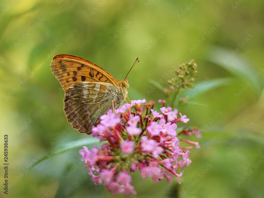 butterfly feeding on Buddleia flower (also known as Butterfly bush, orange eye and summer lilac) butterfly feeding on Buddleia flower (also known as Butterfly bush, orange eye and summer lilac)