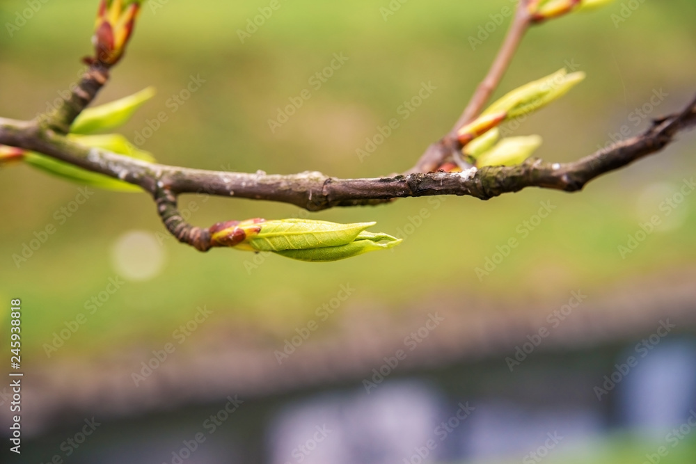 The first leaves on a tree branch in the spring. The first leaves on a tree branch in the spring.