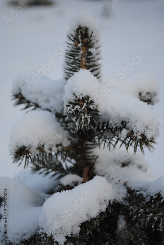 snow covered fir tree branches