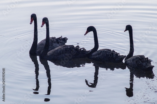 Silhouette four black swan floating in the lake with reflection water background, Pang Oung, Mae Hong Son, northern of Thailand.